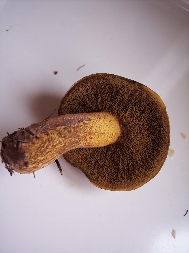 Suillus tridentinus ?